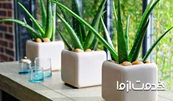 گیاه آلوئه ورا- گیاهان آپارتمانی سریع الرشد